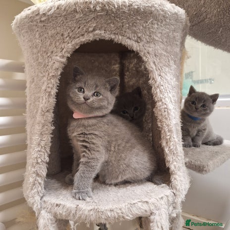 British Shorthair cats ✨British Shorthair Kittens looking for new family✨ - Advert 3