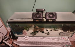Axolotl reptiles for sale: 2 year old healthy male with all set - Image 2