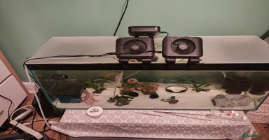 Axolotl reptiles - Advert 10