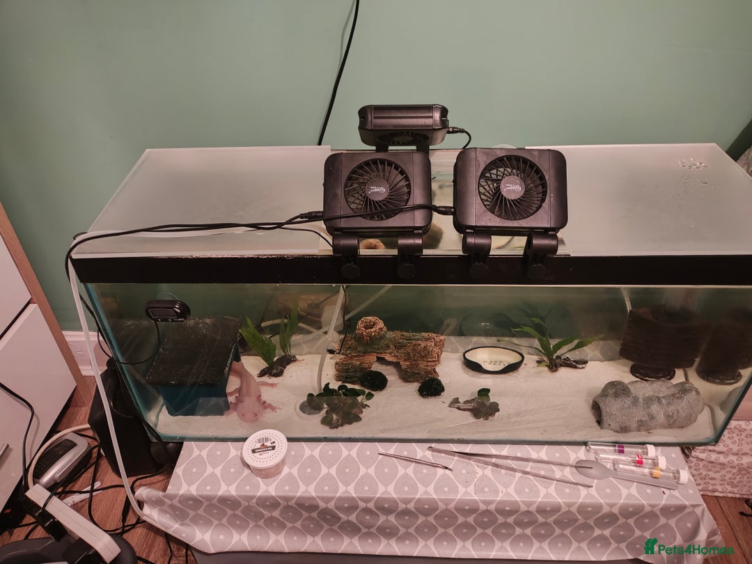 Axolotl reptiles for sale: 2 year old healthy male with all set - Image 2