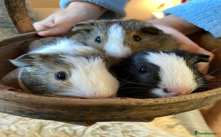 Guinea Pig rodents - Advert 2
