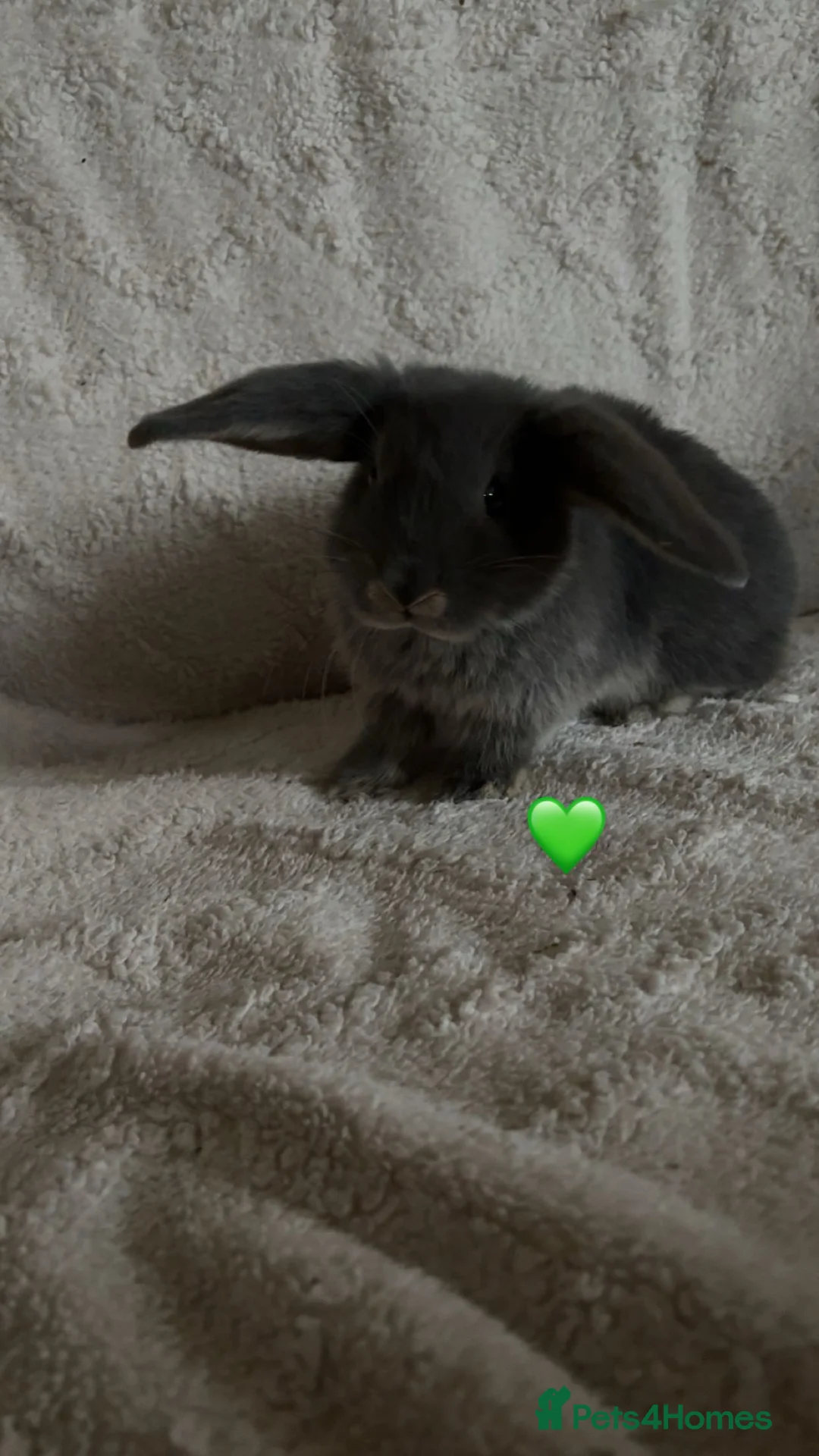 Mixed Breed rabbits for sale: baby rabbits now available - Advert 9