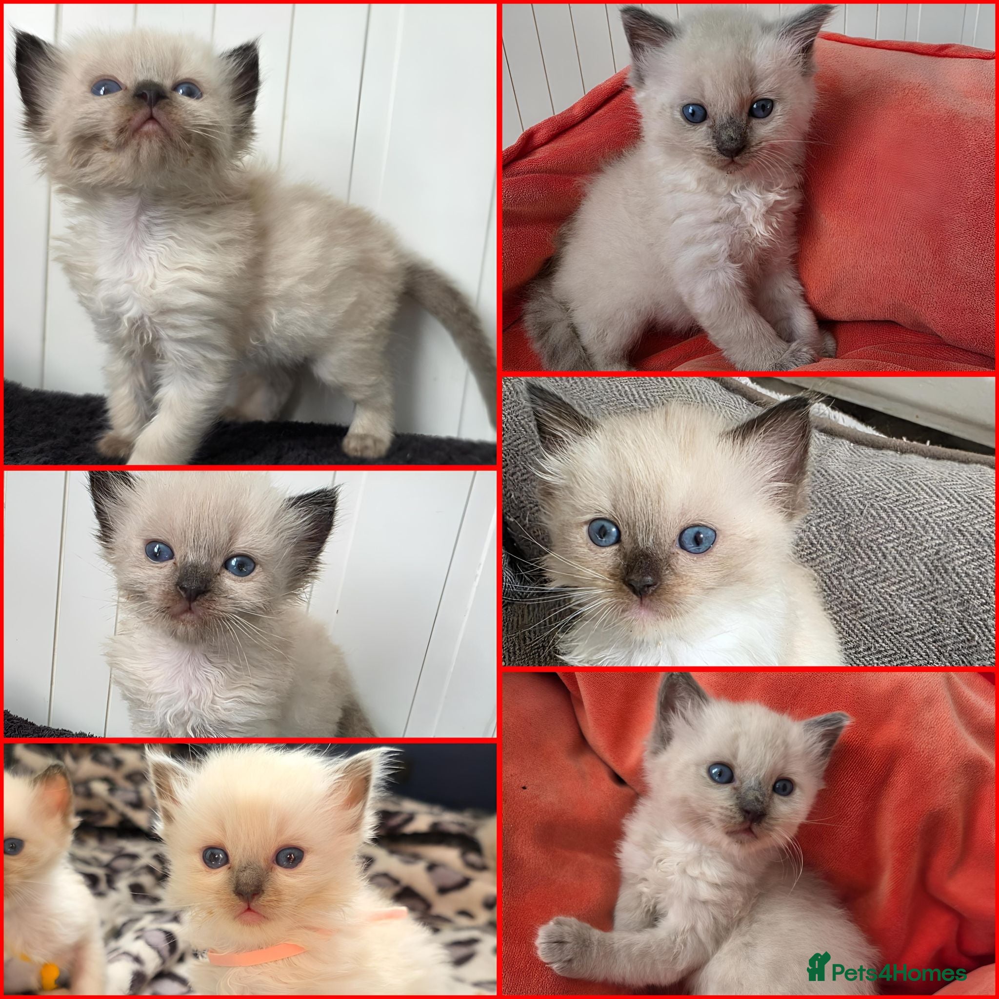 Ragdoll cats Ragdolls kittens. - Advert 1