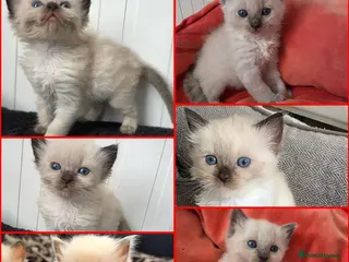 Ragdoll cats Ragdolls kittens. - Advert 1