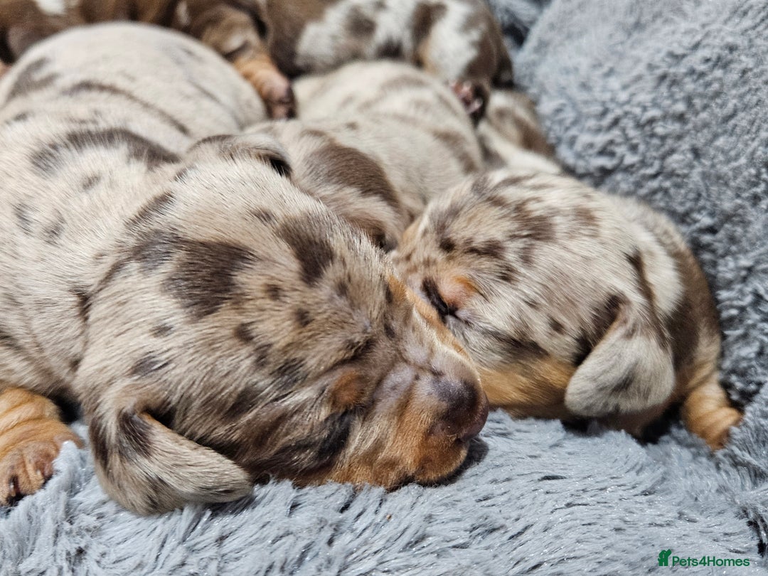 Dachshund dogs for sale: Dachshunds,Four girls and three boys - Advert 16