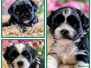 Shih Tzu dogs Beautiful Shih Tzu puppies looking for new 🏘️🏡 - Advert 6