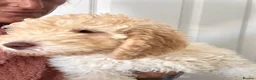 Mixed Breed dogs for sale: DNA tested Stunning labradoodle puppies - Advert 3