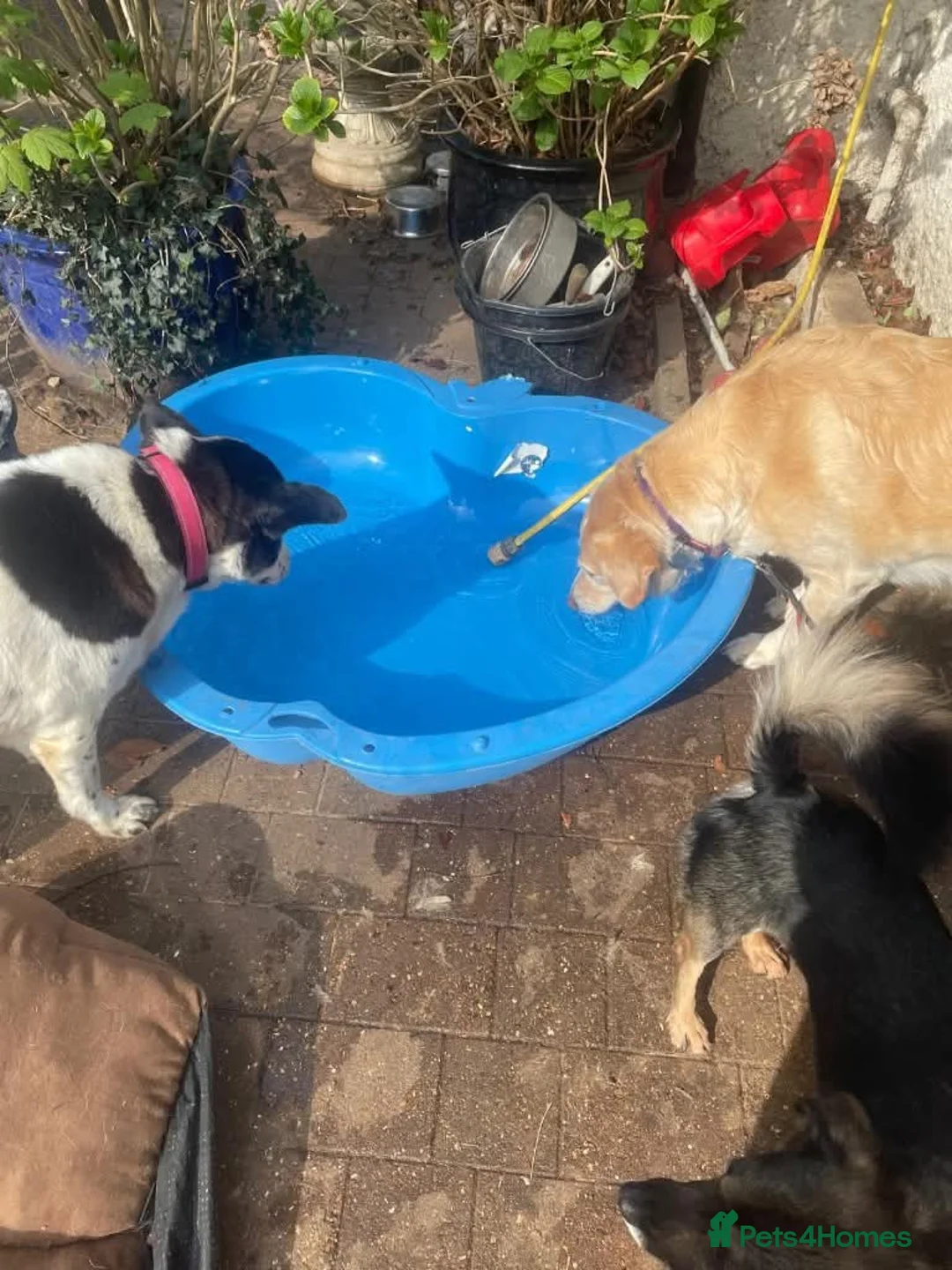 Mixed Breed dogs for adoption: Meet Honey,  currently residing in Guilford  in Guildford - Advert 10