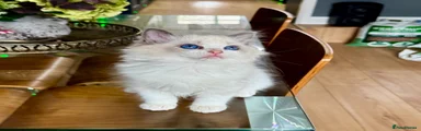 Ragdoll 2