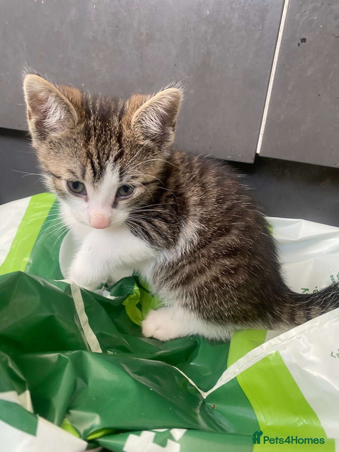 Mixed Breed cats for sale: Beautiful mixed breed kittens ready to leave 🐱❤️ - Image 2