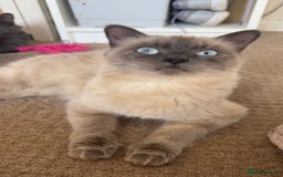 Ragdoll cats for sale: Ragdolls for sale - Image 8