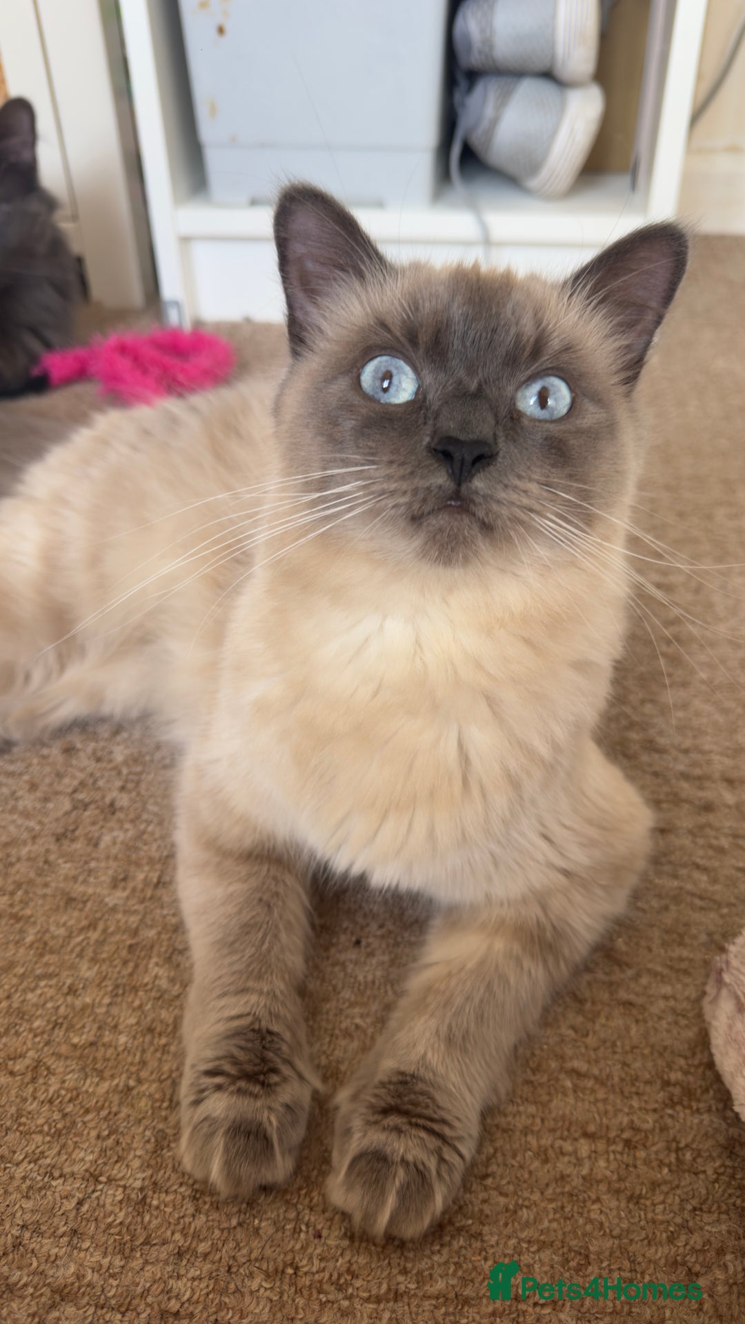 Ragdoll cats for sale: Ragdolls for sale - Image 8