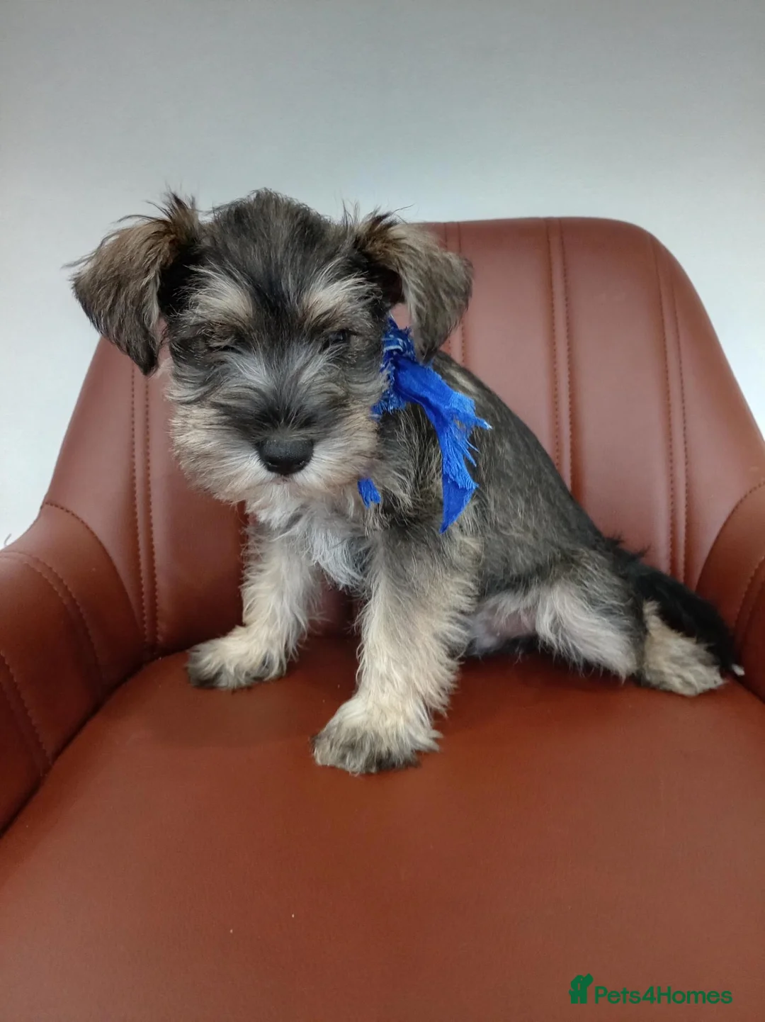 Miniature Schnauzer dogs for sale: Poppy mini schnauzer for sale in Burton-on-Trent - Advert 2