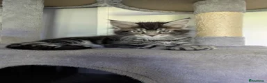 Maine Coon Kitten 5