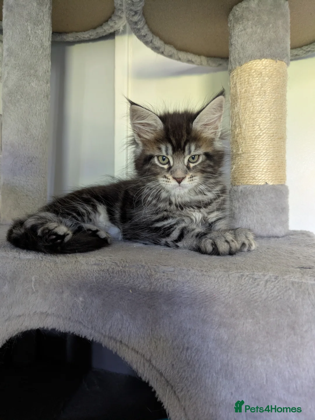 Maine Coon cats for sale: 5 beautiful male coon males  - Advert 2