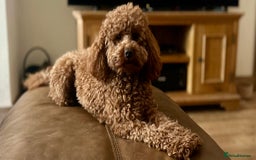 Poodle dogs for stud: Kc Fox red toy poodle for stud  - Image 34
