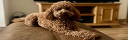 Poodle dogs for stud: Kc Fox red toy poodle for stud  - Advert 34