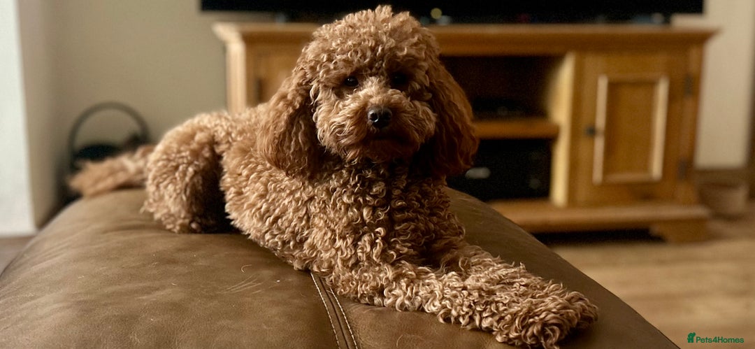 Poodle dogs for stud: Kc Fox red toy poodle for stud  - Image 34