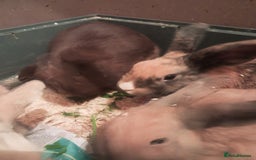 Mixed Breed rabbits for sale: Free to loving forever homes  - Image 19