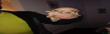 Cockapoo 6