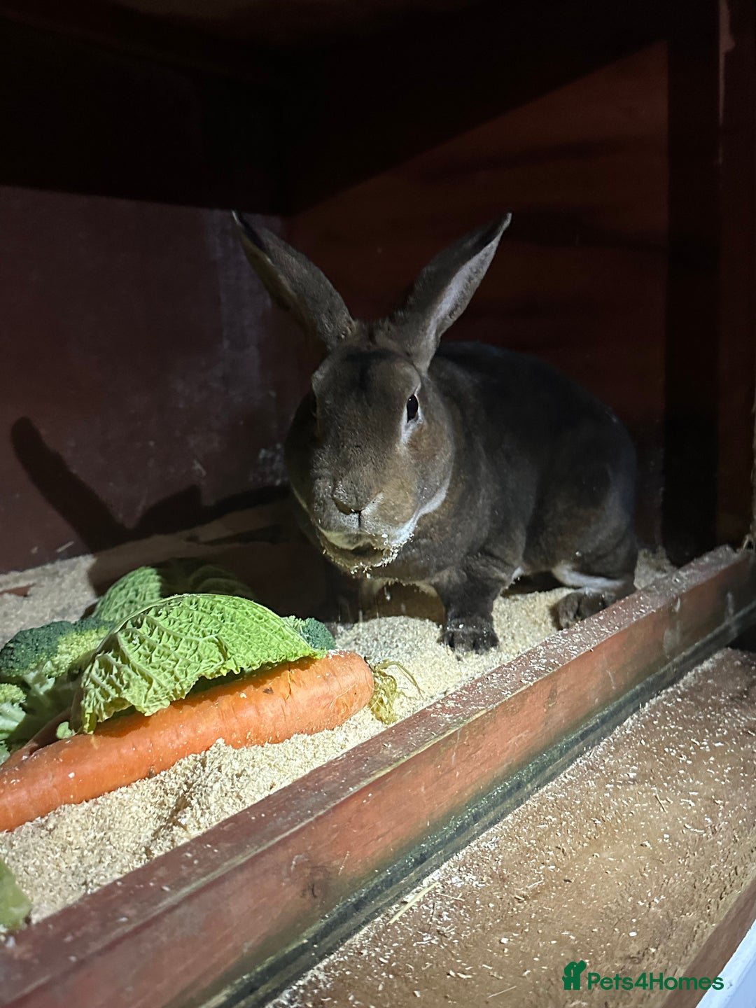 Rex rabbits for sale: Stunning Rex bucks  - Advert 2