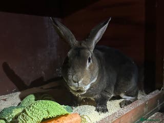 Rex rabbits Stunning Rex bucks - Advert 1