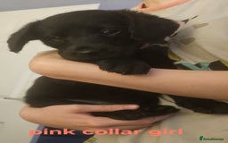 Labradoodle dogs for sale: F1 beautiful standard labradoodles - Image 22