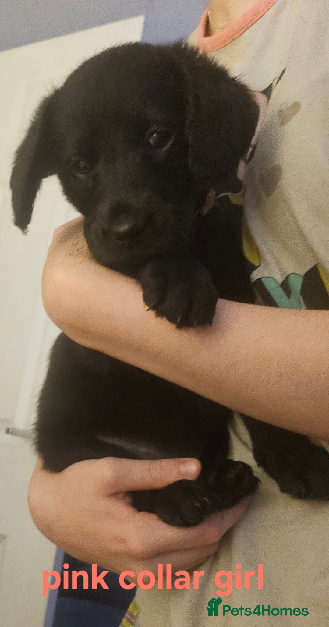 Labradoodle dogs for sale: F1 beautiful standard labradoodles - Image 22