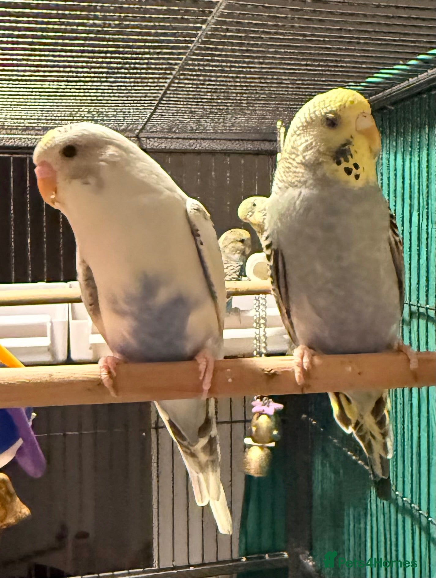 Budgerigars birds Pair young budgies 10 weeks old Runcorn - Advert 1
