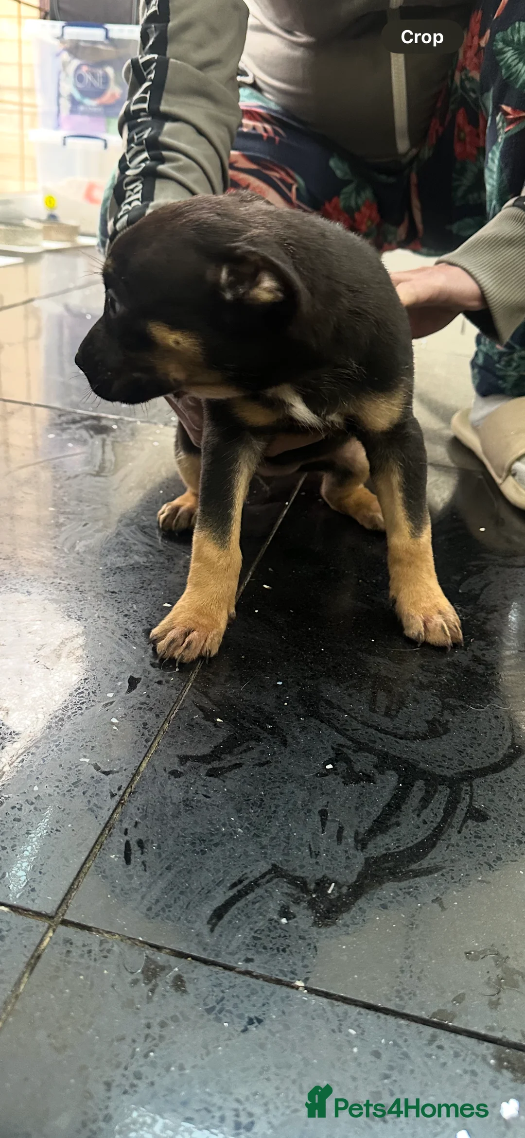 Belgian Shepherd Dog dogs for sale: Quality Bull herder puppies  - Advert 2