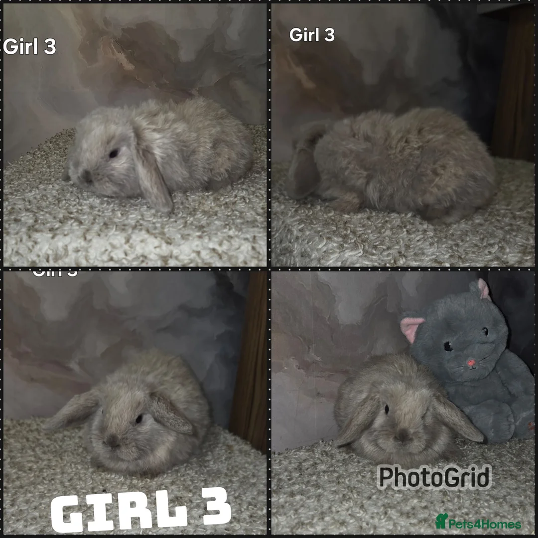 Mini Lop rabbits for sale: PURE MINI LOP BUNNIES ( All COLOURS) - Advert 21