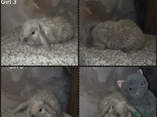 Mini Lop rabbits PURE MINI LOP BUNNIES ( All COLOURS) - Advert 5