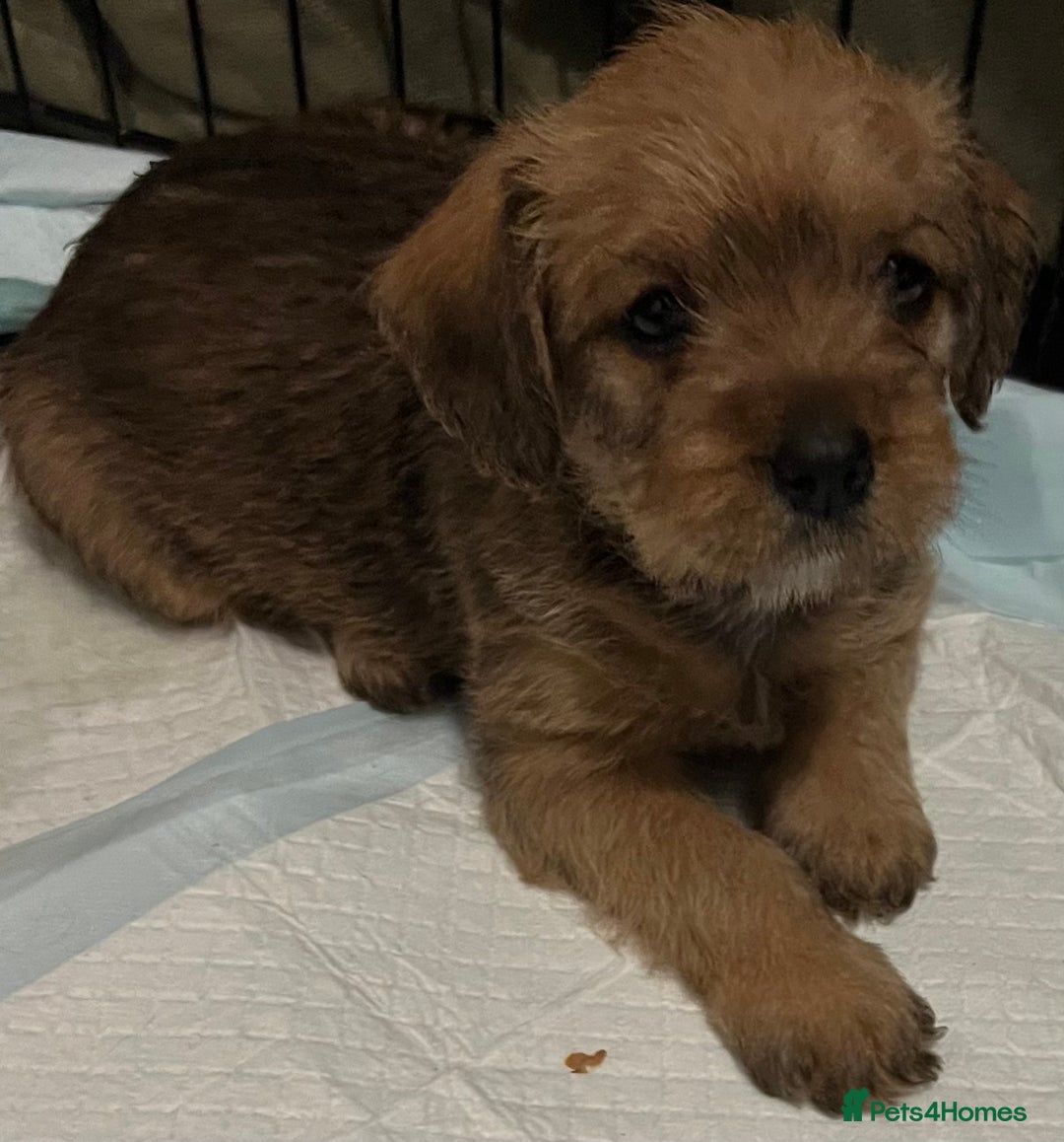 Mixed Breed dogs for sale: Meet our Beautiful Little Frockers ! - Image 9