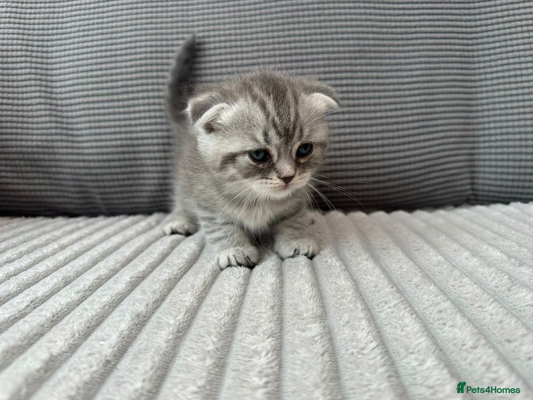 Scottish Fold cats for sale: Scottish fold kittens - Image 15
