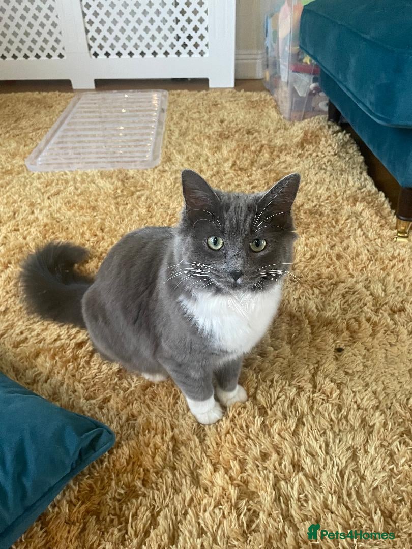 Ragdoll cats 9 month old ragdoll for good home - Advert 2