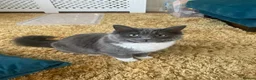 Ragdoll cats for sale: 9 month old ragdoll for good home in Taunton - Advert 1