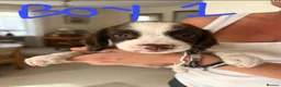 English Springer Spaniel dogs for sale: Springer spaniel puppies for sale - Advert 4