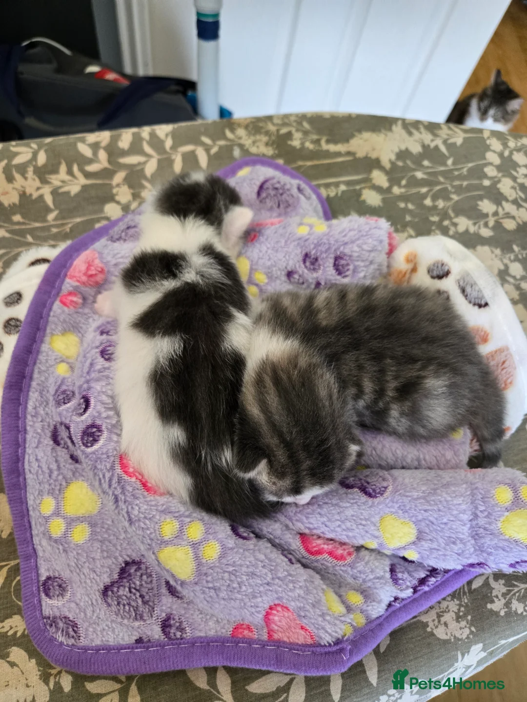 Mixed Breed cats for sale: 4 beautiful kittens 2 males & 2 females  - Advert 22