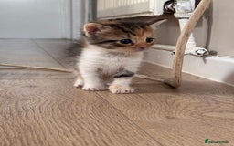Persian cats for sale:  6 Persian kittens  - Image 18