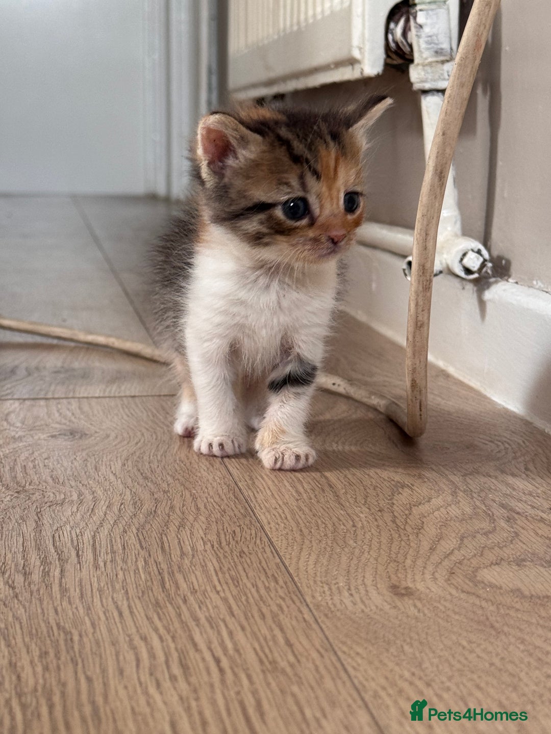Persian cats for sale:  6 Persian kittens  - Image 18