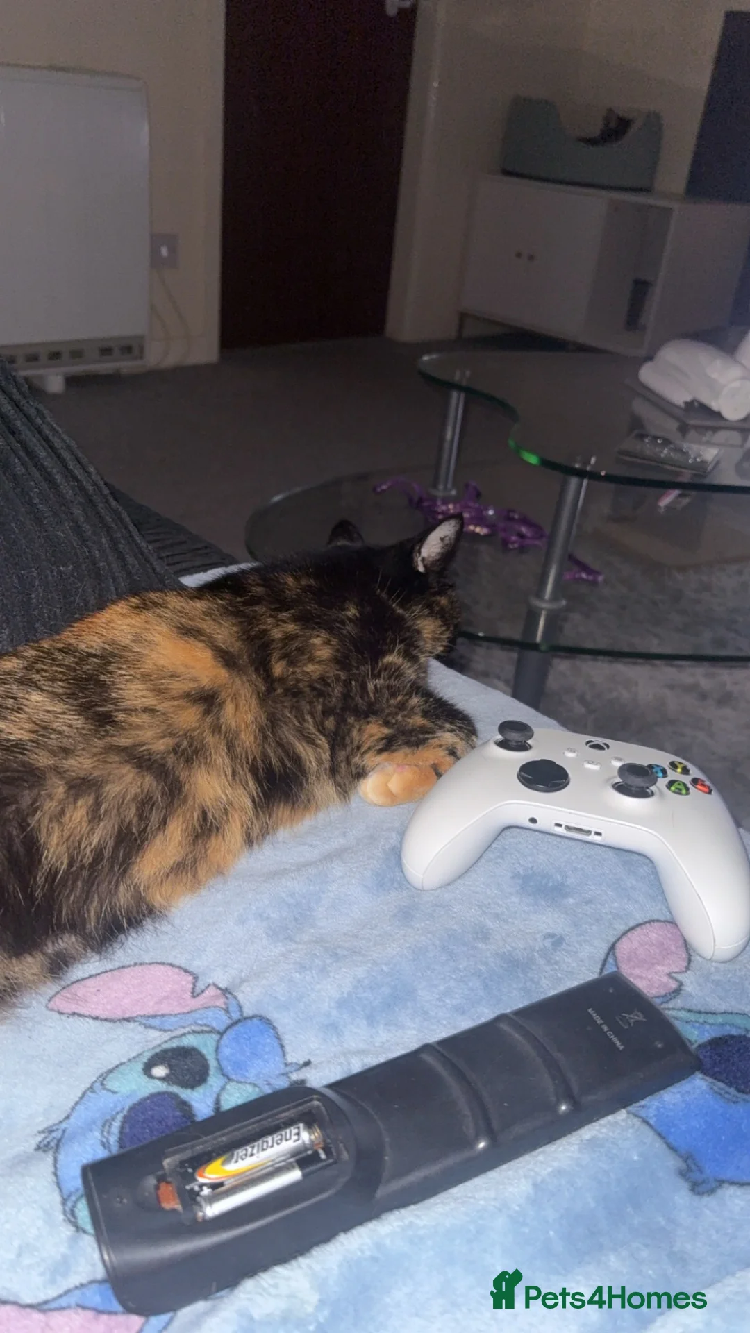 British Shorthair cats for sale: Beautiful Ahri in Worksop - Advert 2