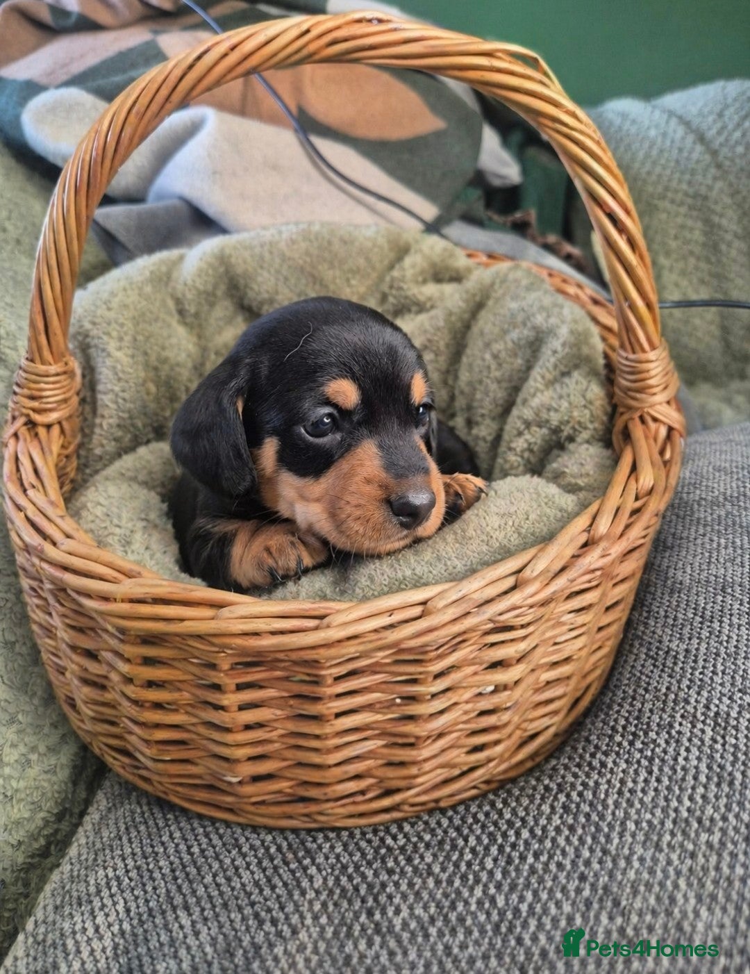 Miniature Dachshund dogs 🤍Health tested miniture dachshund🤍 - Advert 10