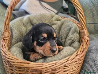 Miniature Dachshund dogs 🤍Health tested miniture dachshund🤍 - Advert 10