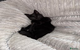 Maine Coon cats for sale: Maine coon x shorthair kittens available  - Image 6