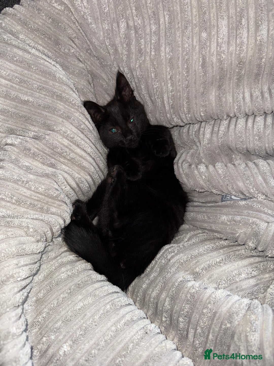 Maine Coon cats for sale: Maine coon x shorthair kittens available  - Image 6