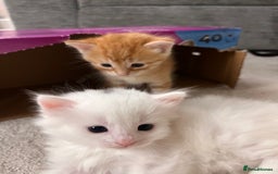 Mixed Breed cats for sale: White kitten friendly  - Image 4