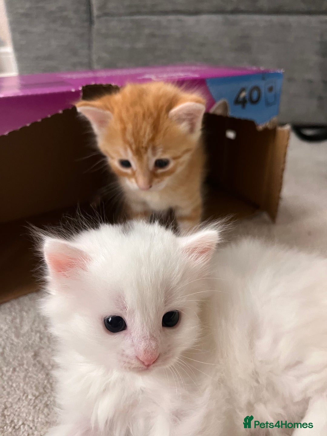 Mixed Breed cats for sale: White kitten friendly  - Image 4