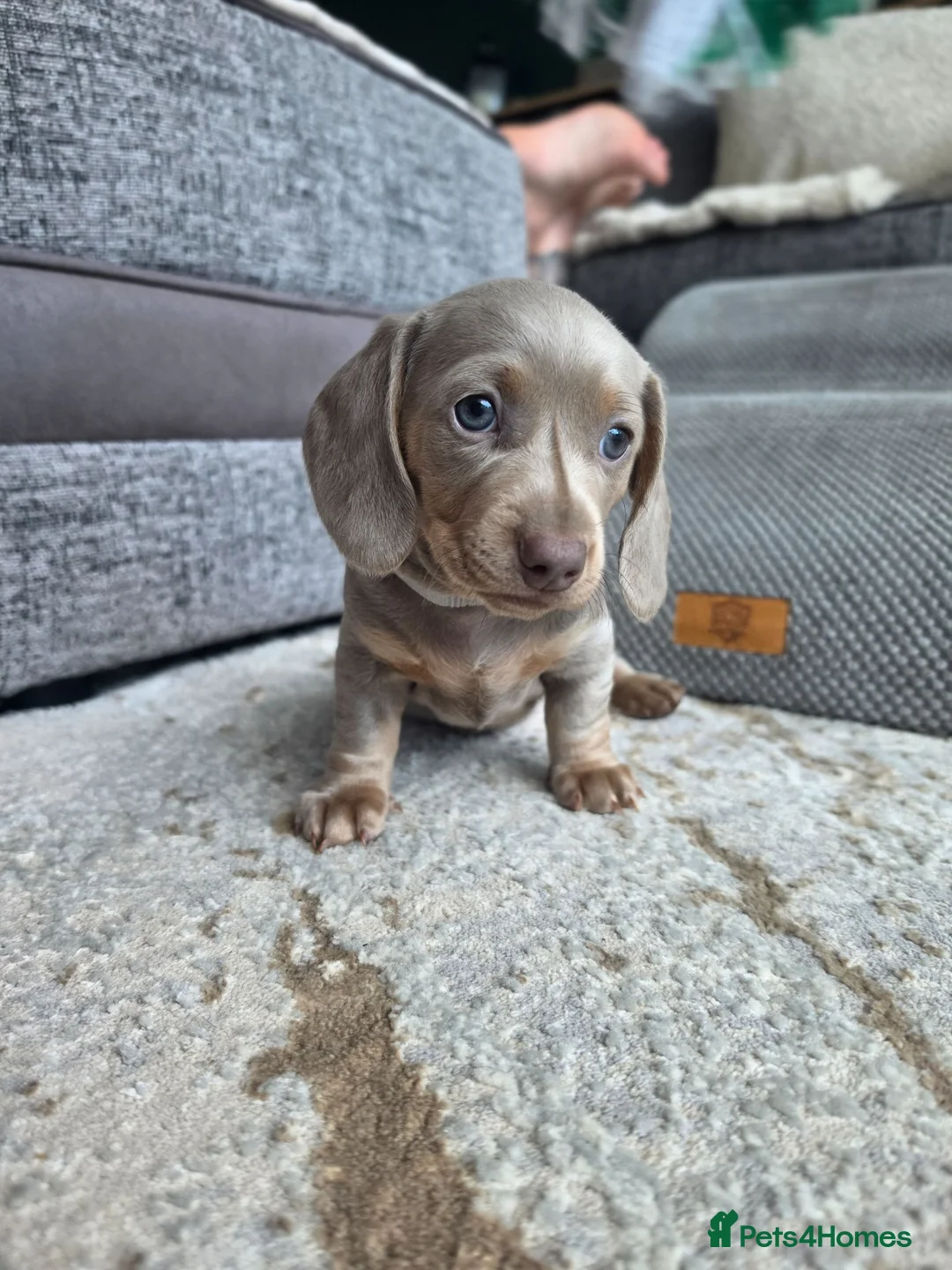 Miniature Dachshund dogs for sale: Blue/IsabellaTanMiniatureDachshund - READY - Advert 2