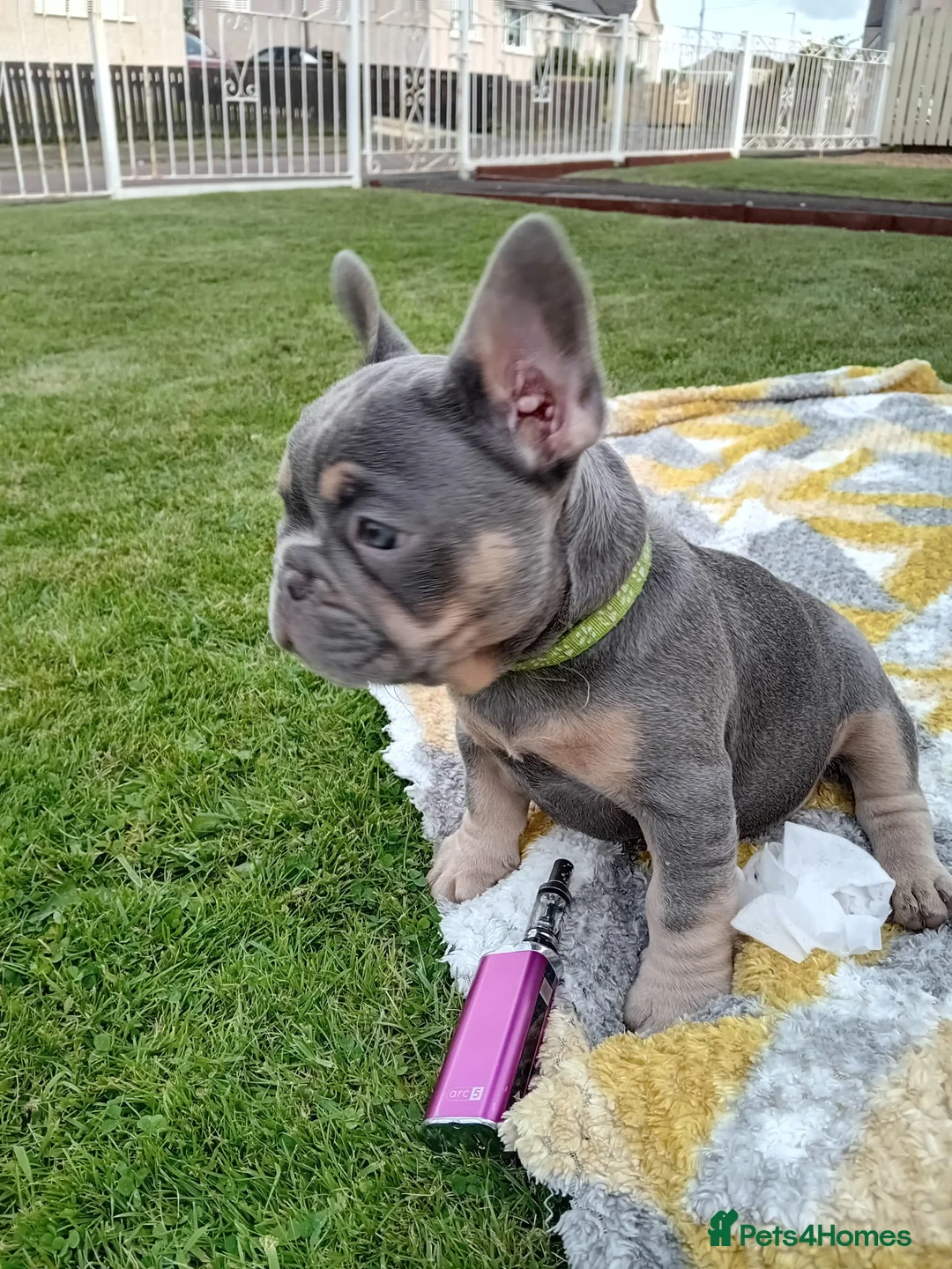 French Bulldog dogs for stud: Lilac and tan carrying cream, testable & fluffy in Motherwell - Advert 20