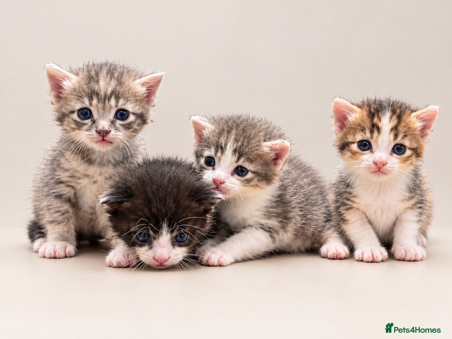 Mixed Breed cats Calico/silver tabby  - Advert 5